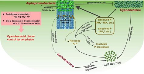 Periphyton effects on harmful cyanobacterial blooms and bacterial ...