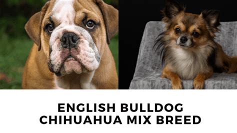 English Bulldog Chihuahua Mix: The Complete Bullhuahua Guide