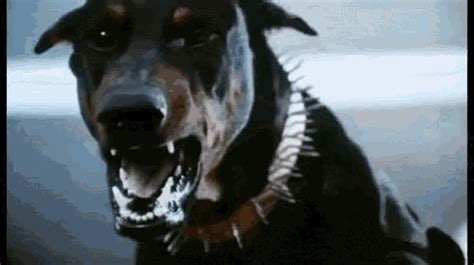 Angry Dog GIF - Angry Dog Mad - Discover & Share GIFs