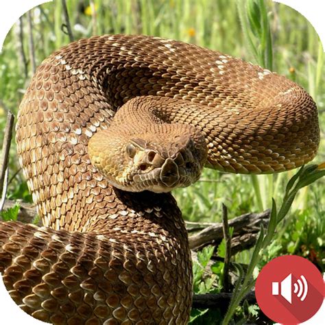 Rattlesnake Sounds - Apps on Google Play