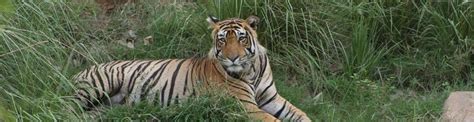 Info About Sariska National Park & Tiger Reserve of Rajasthan