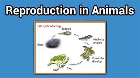 42 Animal Reproduction Diagram | Plan Artplan