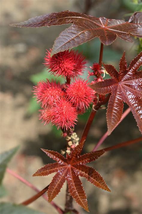 Castor oil plant stock image. Image of botany, garden - 121509625