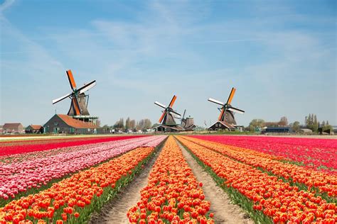 Netherlands Tulip Fields Guide: 4 Best Tulip Fields in Holland - SSW.