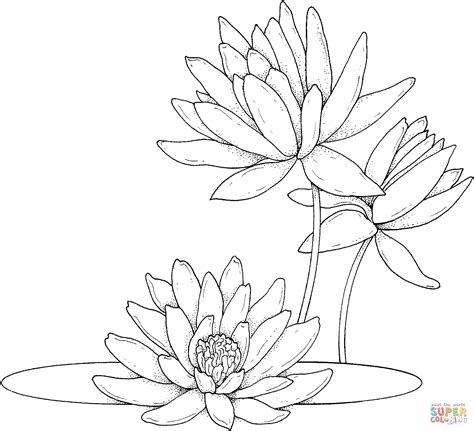 Water Lily Coloring Page Coloring Pages