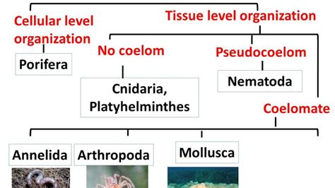 Biology - Animal Kingdom - Diversity in Living Organisms - Part 10 ...