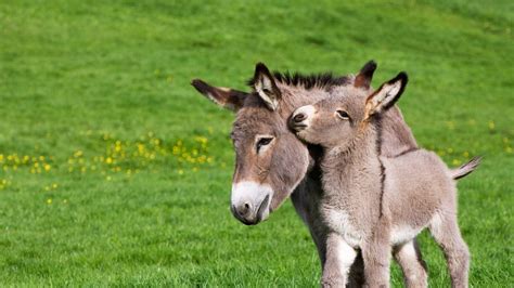 Baby Donkey Wallpapers - Top Free Baby Donkey Backgrounds - WallpaperAccess