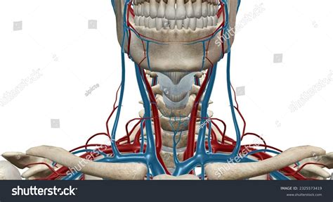 Internal Jugular Vein: Anatomy, Function, And Significance, 55% OFF