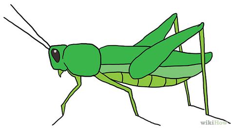 How to Draw a Grasshopper: 5 | Clipart Panda - Free Clipart Images