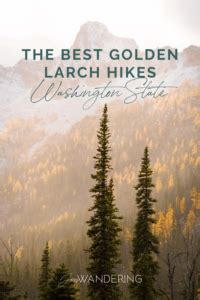 The Best Golden Larch Hiking Trails In Washington State - Jess Wandering