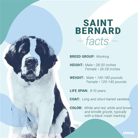 Saint Bernard Dog Breed: Facts, Temperament & Care Info