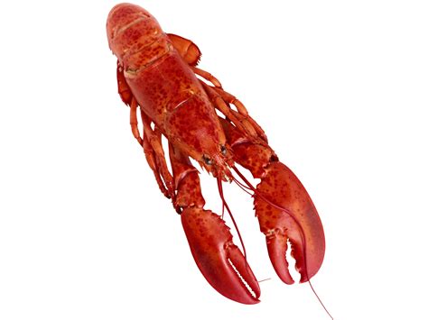 lobster on a transparent background 13643160 PNG