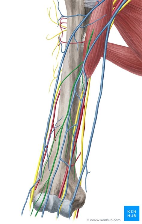 Musculocutaneous Nerve Anatomy Course And Function Kenhub | Porn Sex ...