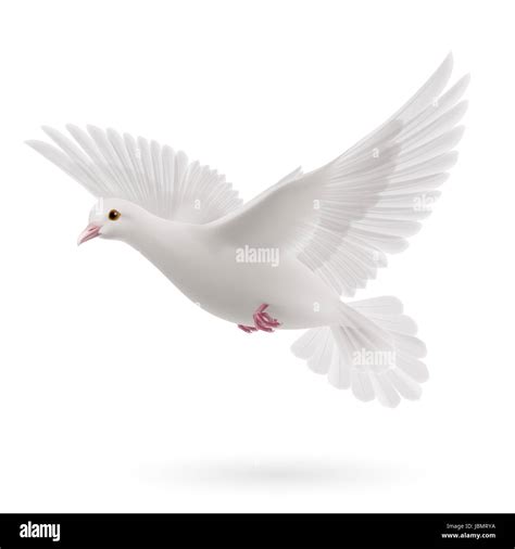 Realistic white dove on white background. Symbol of peace Stock Photo ...