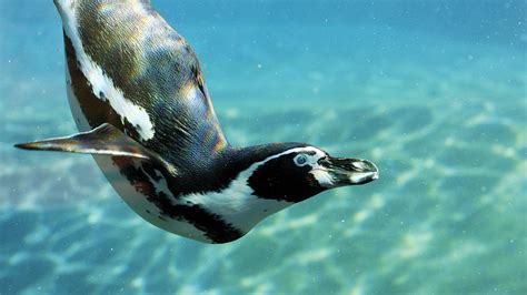 Penguins | Breed Rescue Protect | SEA LIFE London Aquarium