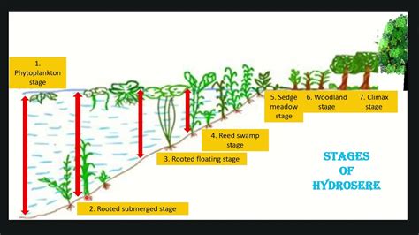 Hydrosere or Hydrarch succession - YouTube