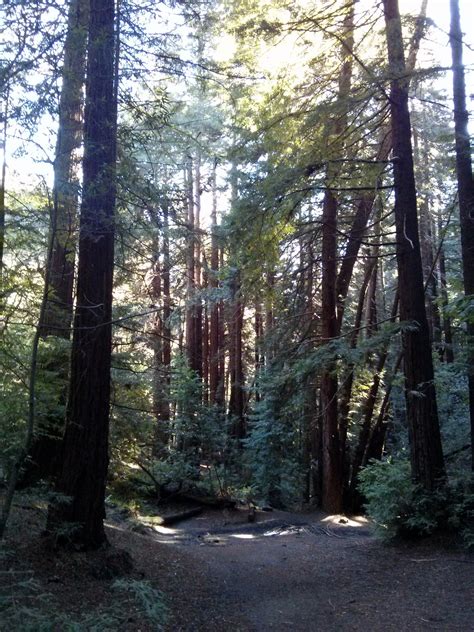 Redwood Regional Park : Oakland California | Visions of Travel