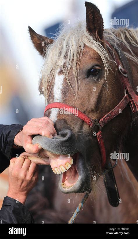 Wolf teeth horse hi-res stock photography and images - Alamy