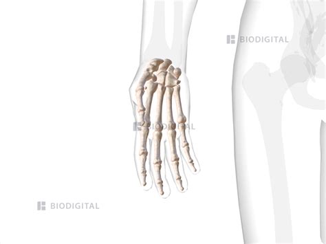 Bones of right hand and wrist | BioDigital Anatomy