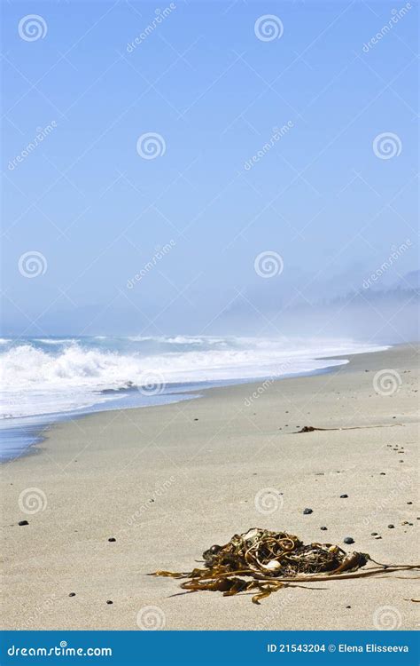 Coast of Pacific Ocean in Canada Stock Photo - Image of ocean, scenic ...