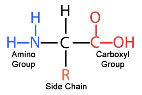 Amino acids: Structure, Optical activity and Classifications