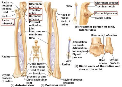 Anatomy Of Ulna Bone Kine 3027 Study Guide (2013 14 Biltz) Instructor ...