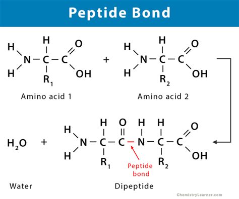 Peptide Bond: Definition, Structure, Mechanism, and Examples