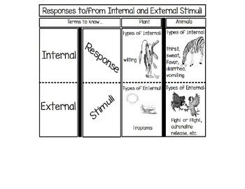 Responses to/from Internal and External Stimuli by Sciencerly | TpT