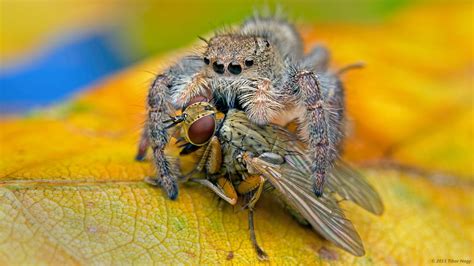 https://flic.kr/p/AW6TCQ | Phidippus princeps jumping spider with prey ...