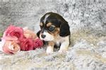 Beaglier Puppies for Sale from Reputable Dog Breeders