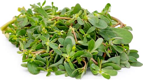 Purslane Information and Facts