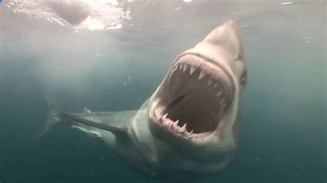 White Pointer Shark, Cage Dive. 'A Shark is set free.' - YouTube