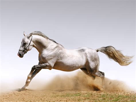 Animals Zoo Park: 9 White Running Horse Wallpapers, White Horses ...