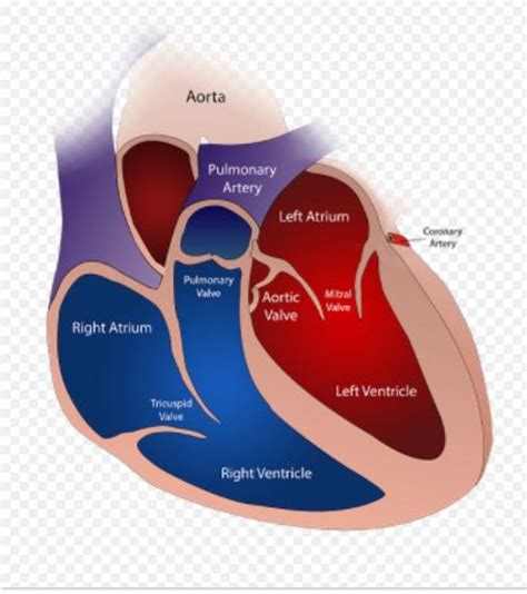 heart anatomy dog - Dogs Health Problems