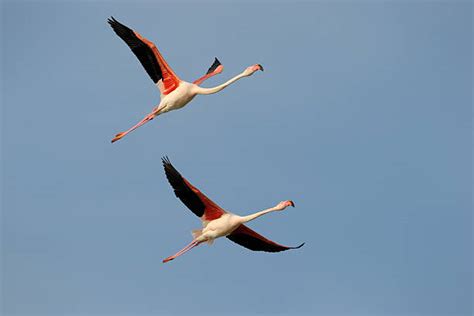 Royalty Free Flamingo Flying Pictures, Images and Stock Photos - iStock