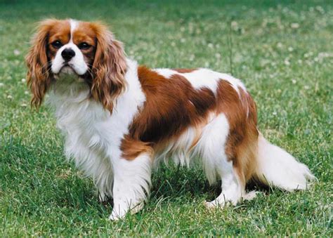 Cavalier King Charles Spaniel - Dog Breed Standards