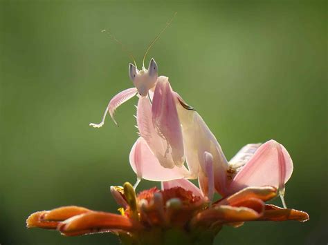 10 Wondrous Praying Mantis Facts