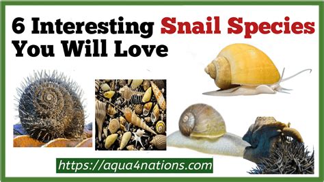 6 Interesting Snail Species You Will Love - Aqua4Nations