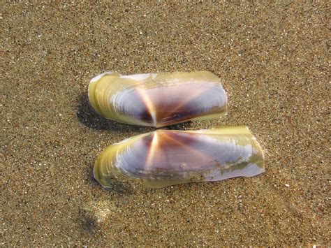 Nature ID: Pacific razor clam ~ 10/12/11 ~ Morro Strand Beach