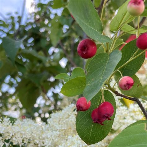 Serviceberry Tree