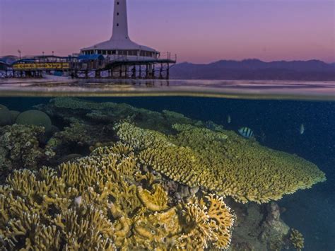 Coral reefs of Eilat, Red Sea, and an Underwater Observatory ...