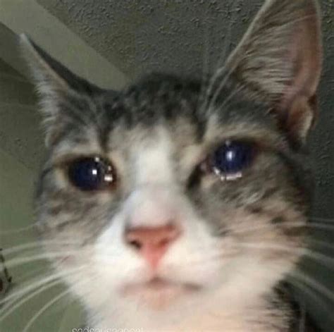 Crying Cat Meme Template