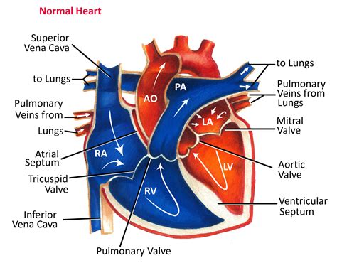 Normal Heart Anatomy and Blood Flow - Pediatric Heart Specialists