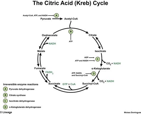 Krebs Cycle Steps For Kids