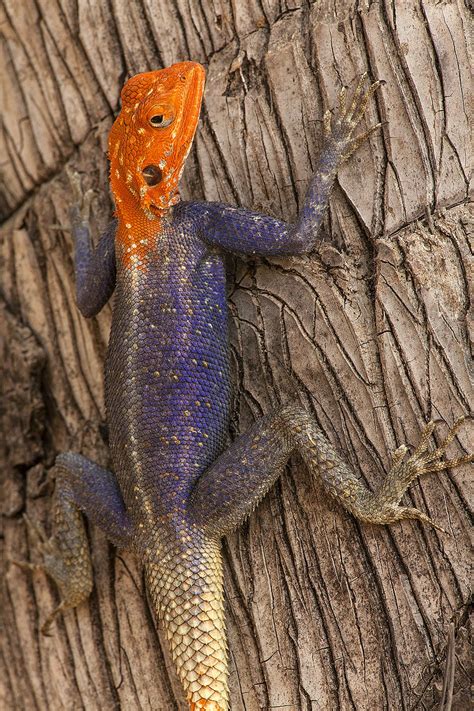 Agama lizard close up - Jim Zuckerman photography & photo tours