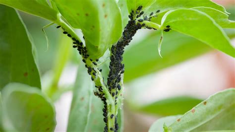 Aphids And Ants: How To Tell Who Is Wreaking Havoc On Your Garden