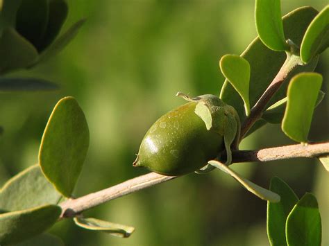 Jojoba Uses For Skincare and Other Applications