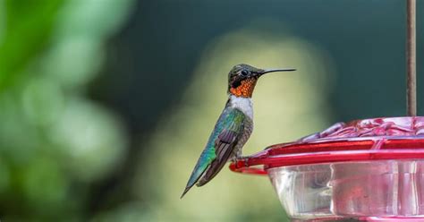 Tips on How to Successfully Maintain a Hummingbird Feeder