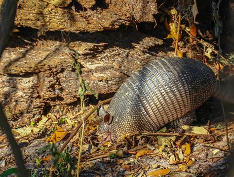 Cannundrums: Nine-Banded Armadillo