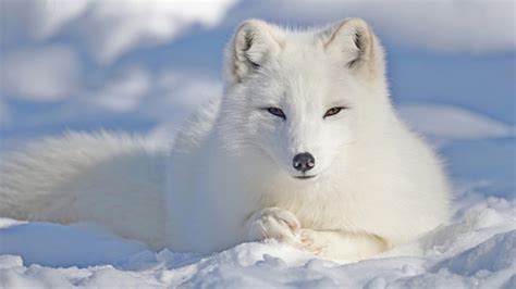 Download Snow Fox Animal Arctic Fox HD Wallpaper